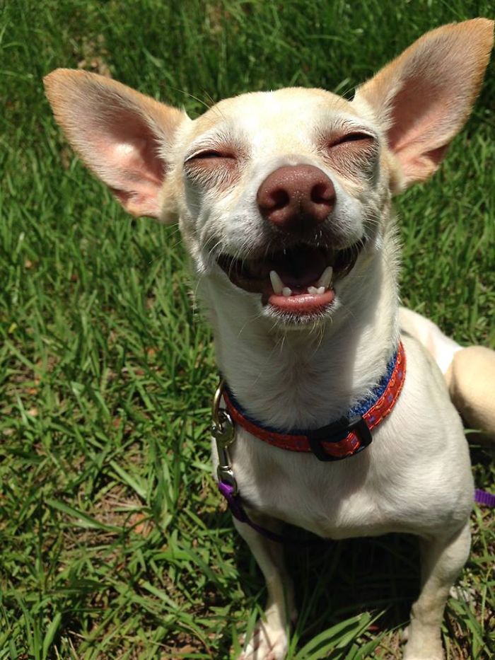 Toothless Chachi (chacha Shenker) :d