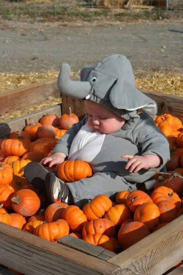 Baby dressed in an elephant costume sitting among small pumpkins, showcasing children's Halloween costume ideas.