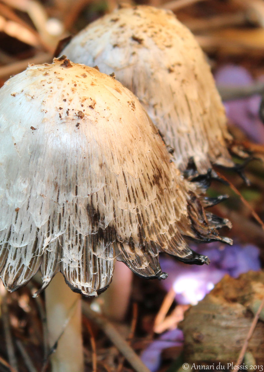 Shaggy Ink Cap (coprinus Comatus)