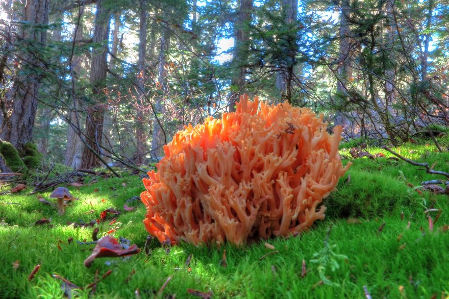 Coral Mushroom