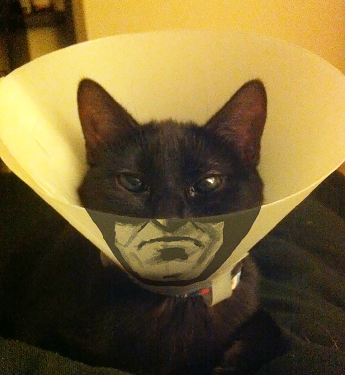 30 Awesome Pet Cones That Your Pet Will Hate Even More