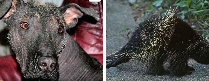Xoloitzcuintle (mexican Hairless) & Hystricomorph Hystricidae (porchipine)
