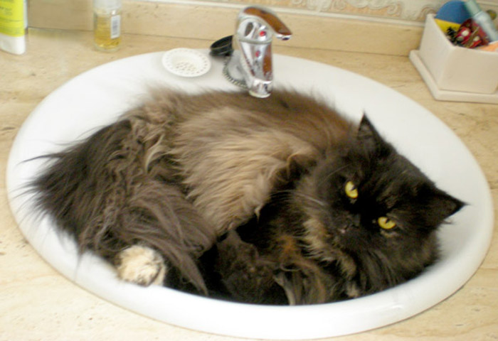 "taking A Bath Is Better Than Taking A Shower" (lula Said)