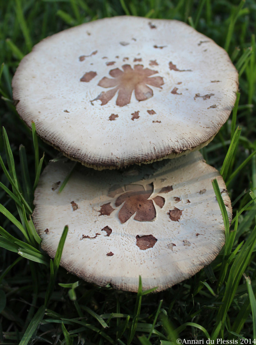 False Parasols (chlorophyllum Molybdites)