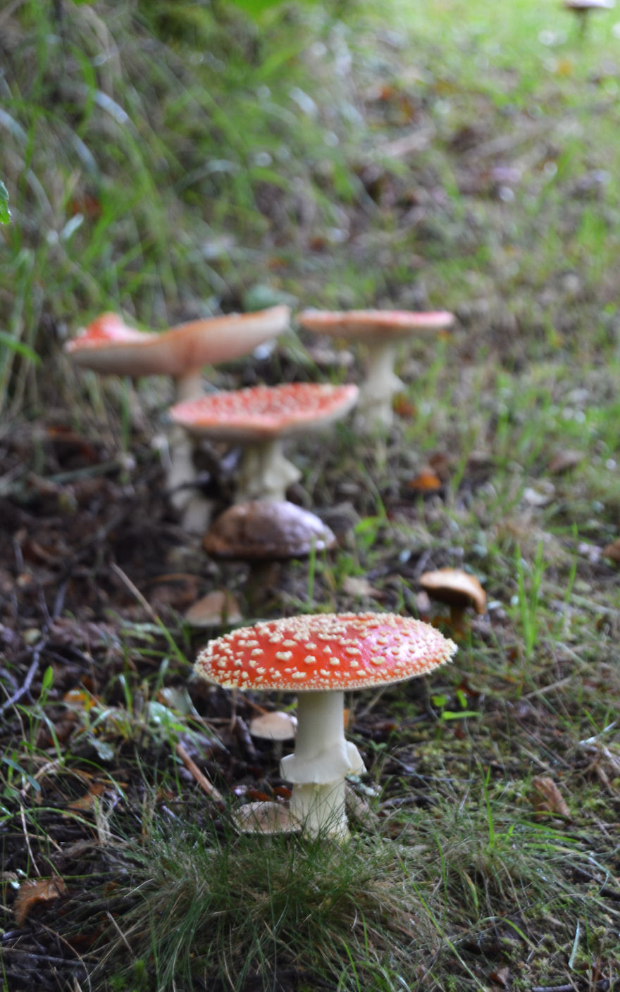 Fly Agaric