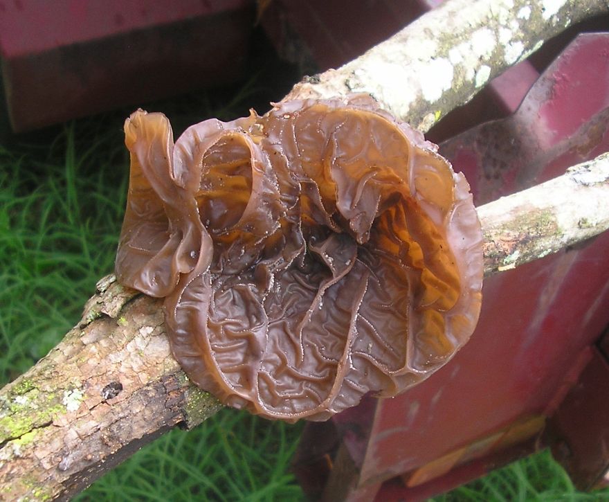 Wood Ear, Auricularia Auricula-judae