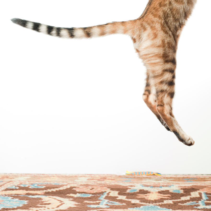 Jumping cat