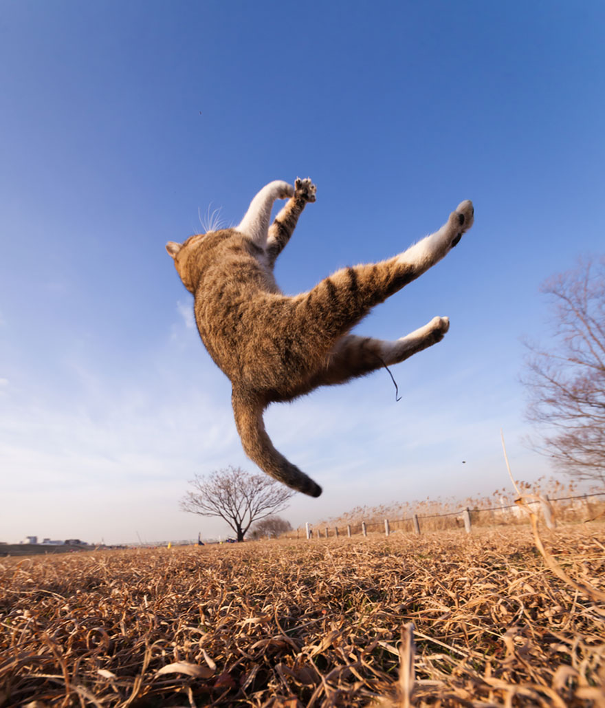 Jumping cat