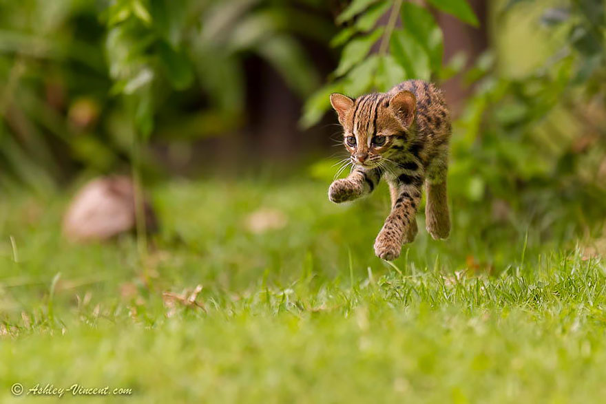 Jumping cat