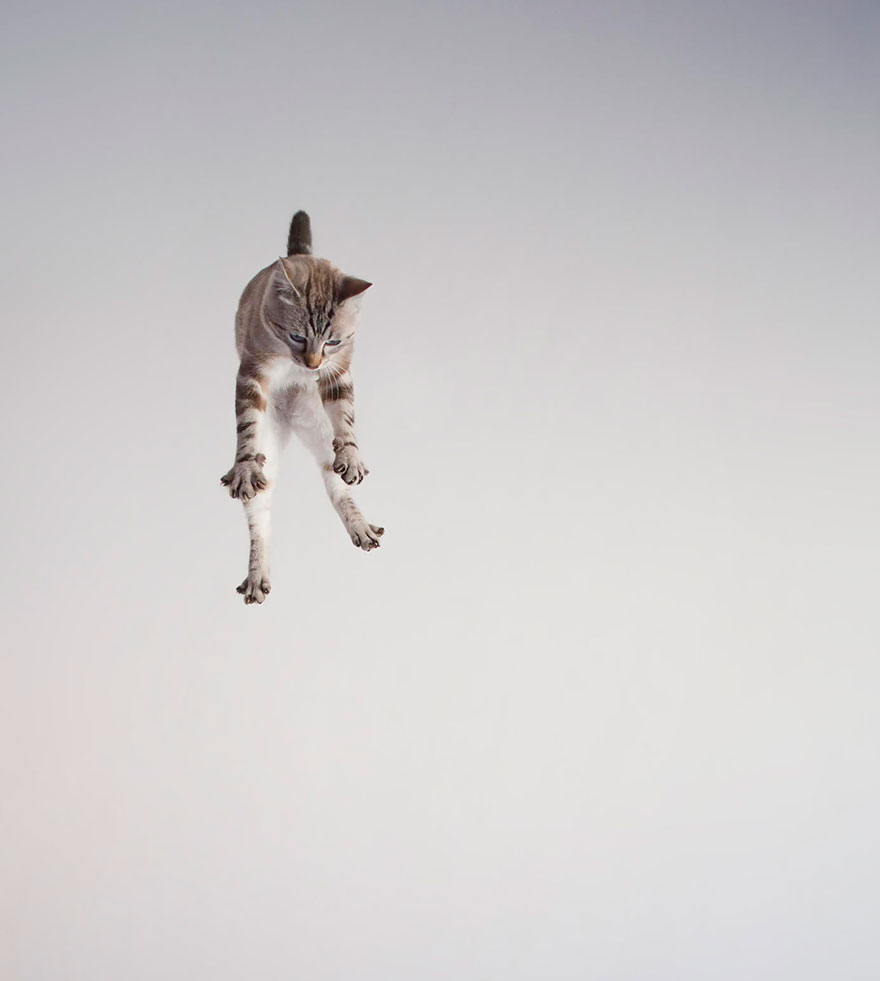Jumping cat