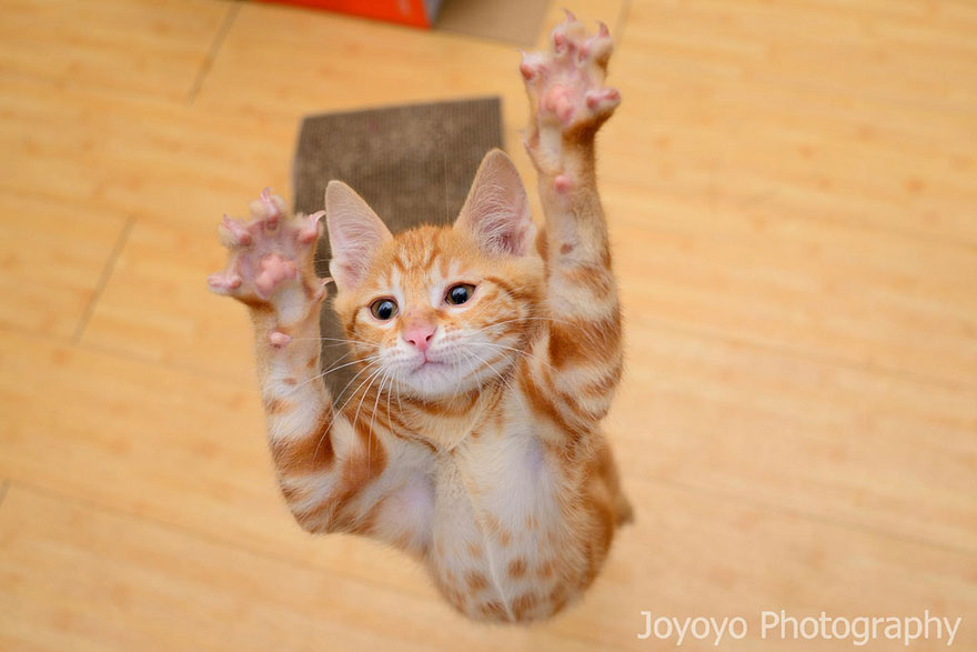 Jumping cat