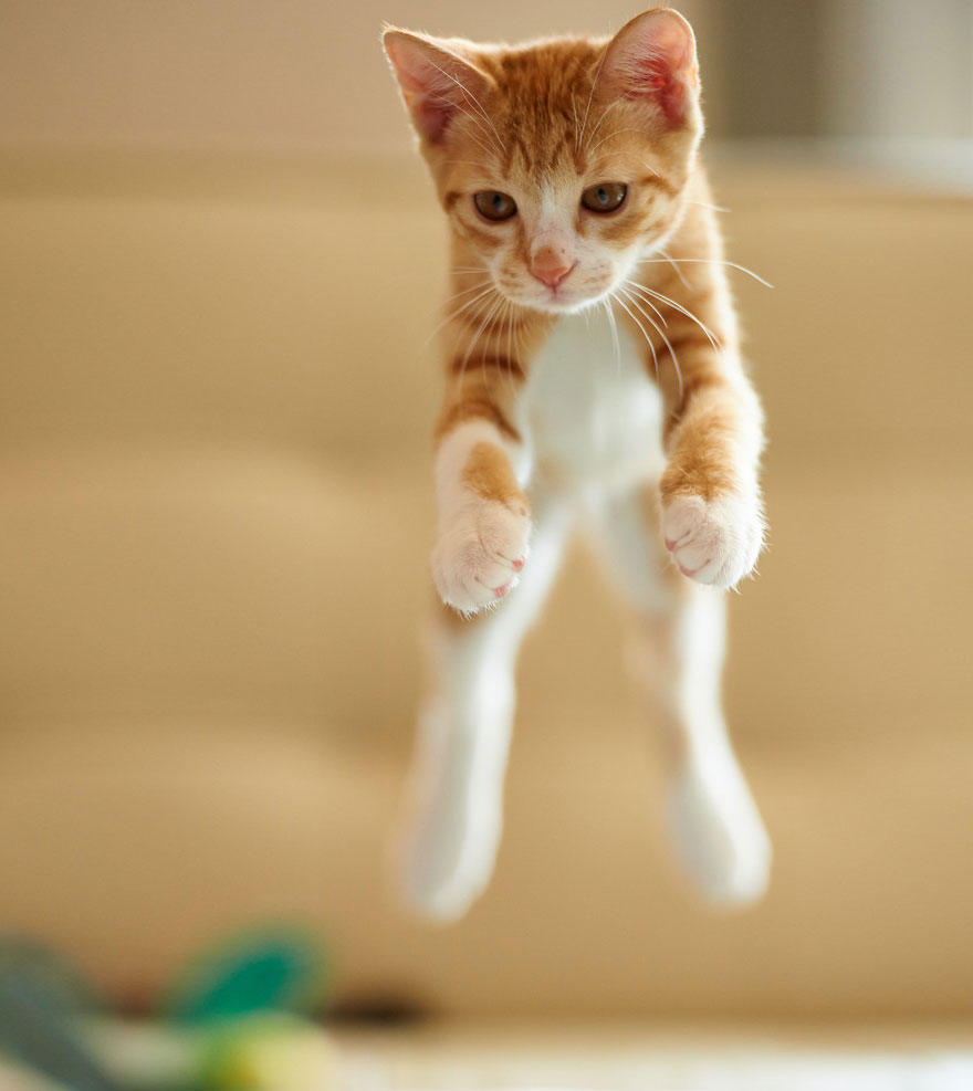 Jumping cat
