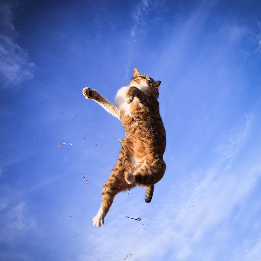 Jumping cat