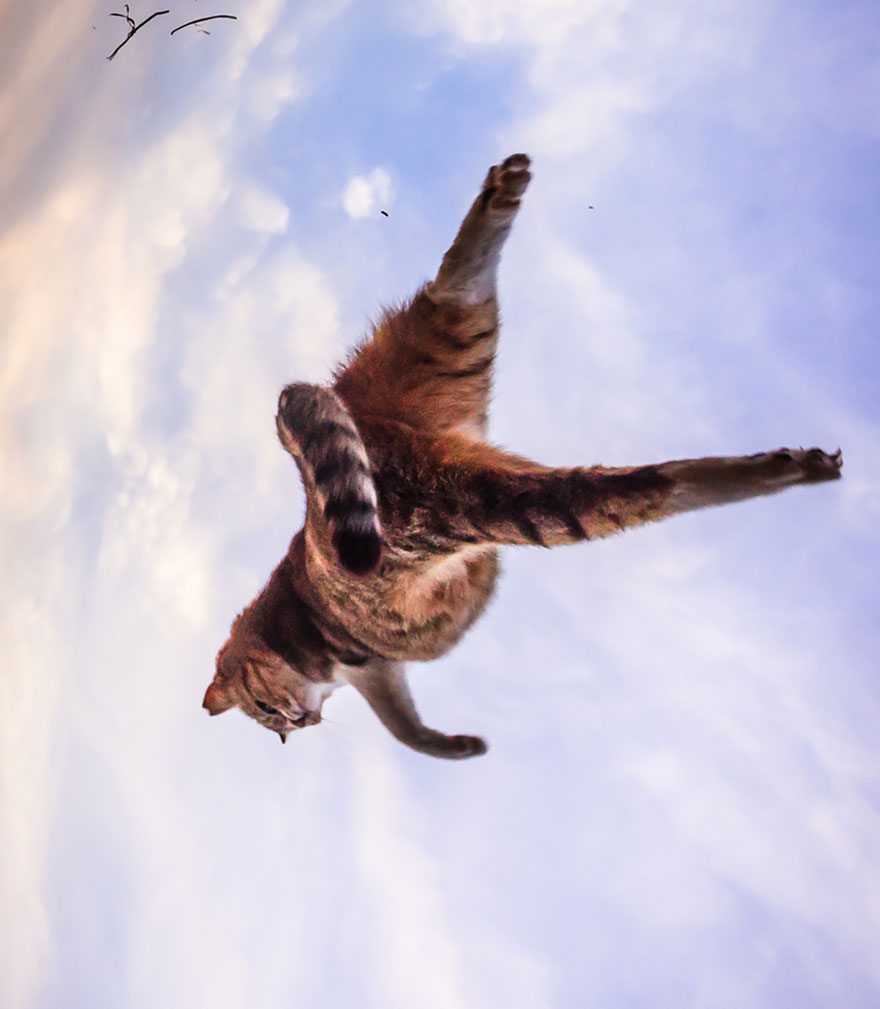 Jumping cat
