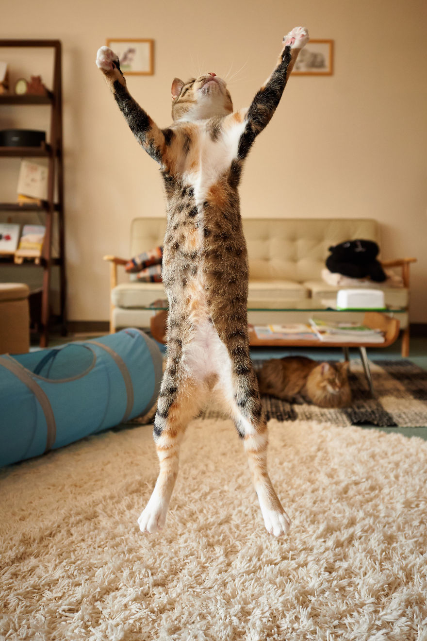 Jumping cat