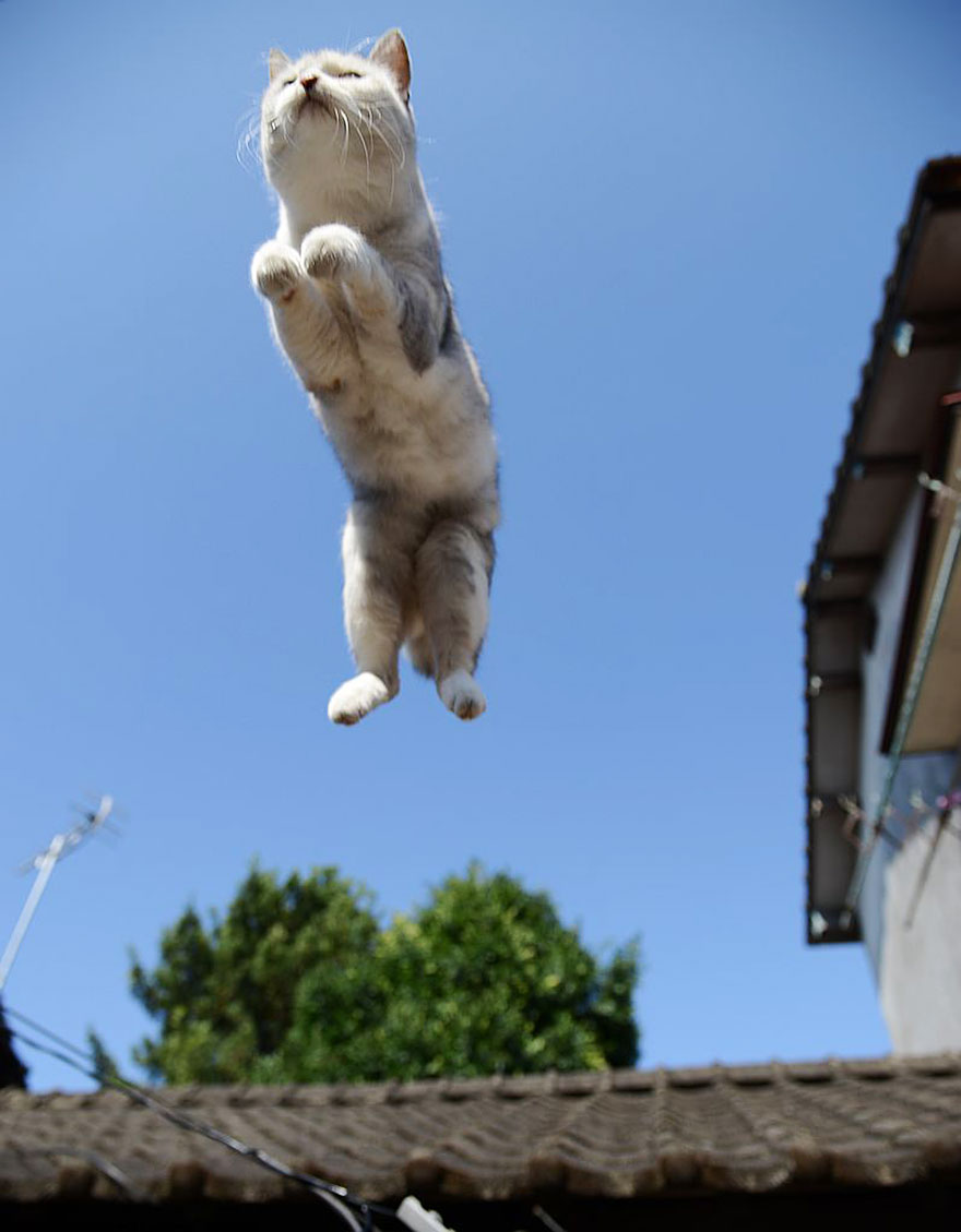 Jumping cat