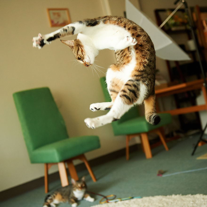 Jumping cat
