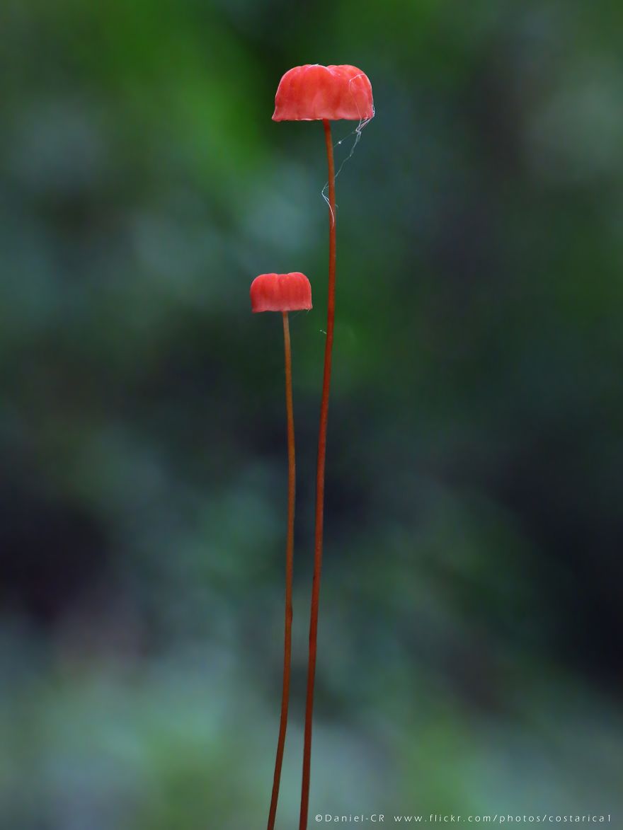 Marasmius Sp