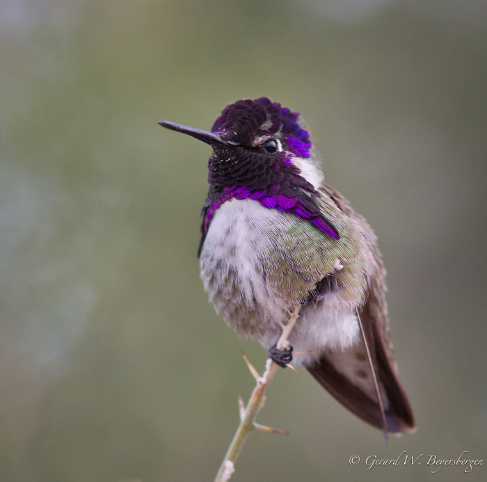 Costa's Hummingbird