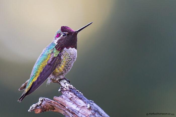 Anna's Hummingbird