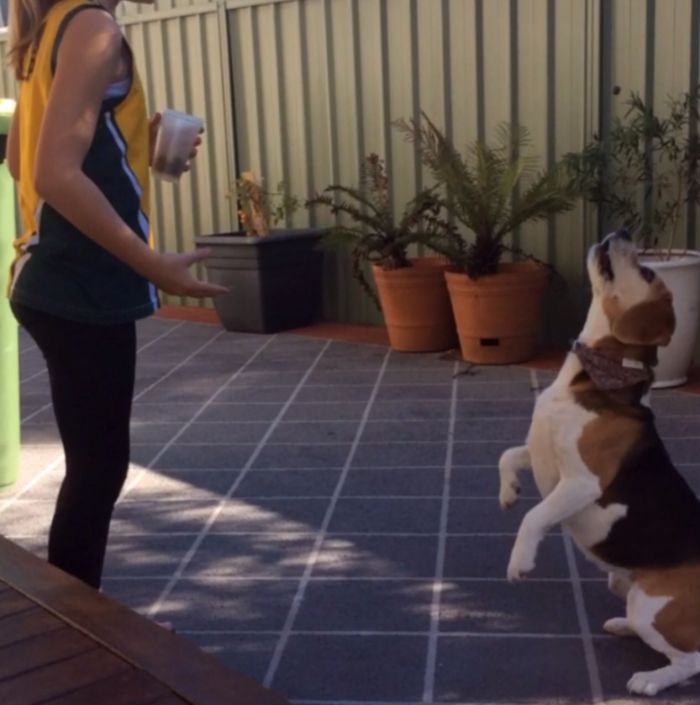 Bout To Catch The Kibble