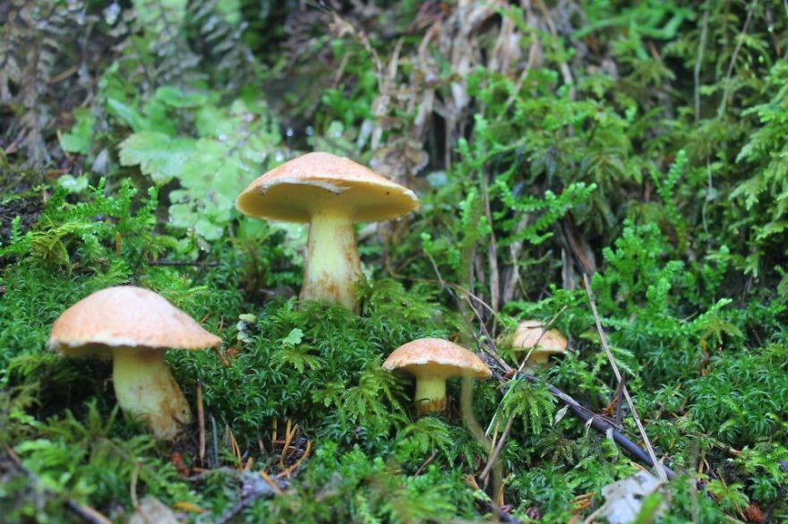 Multnomah Falls, Oregon