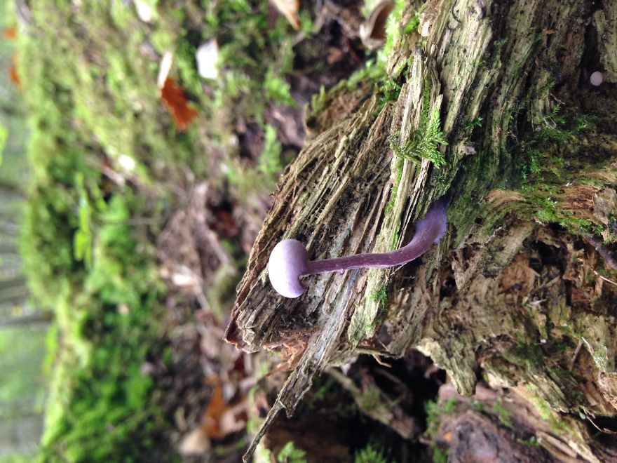 Amethyst Deceiver
