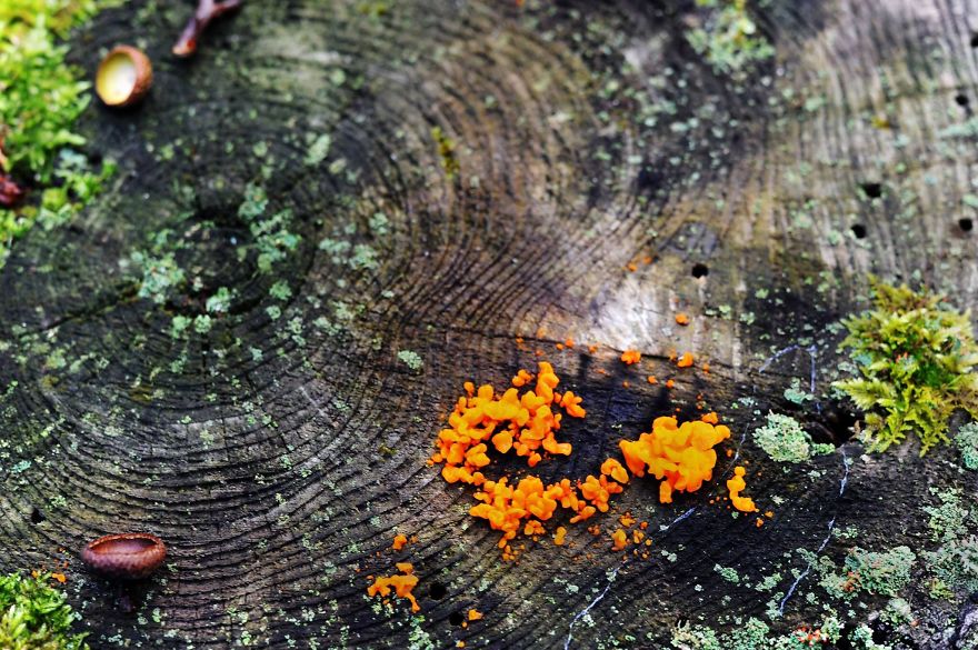Orange Fungus