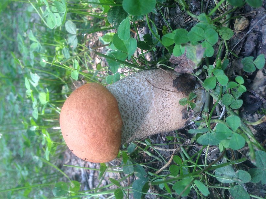 Oh Look At This Fella