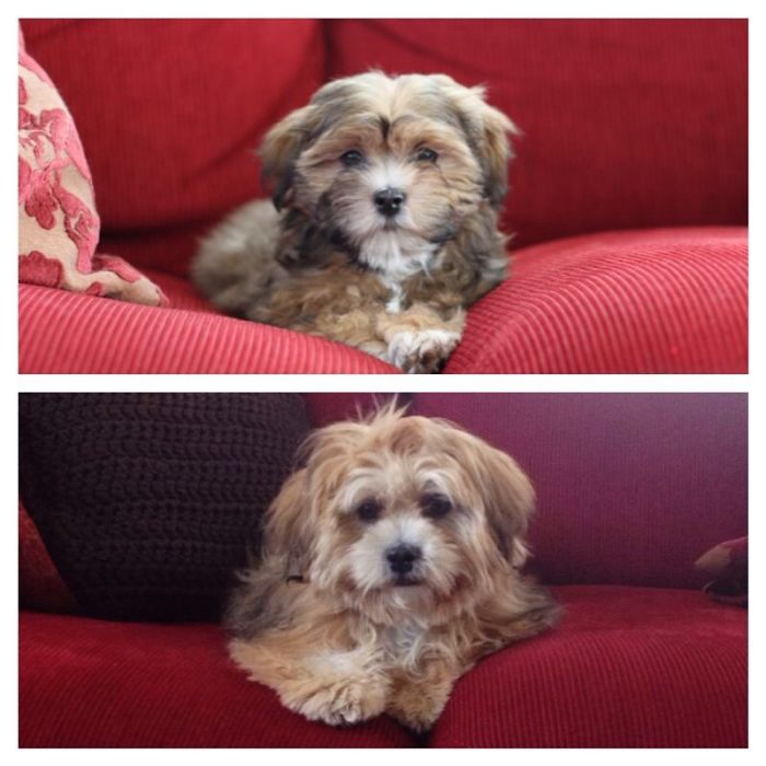 Billy 11 Weeks And 7 Months Old