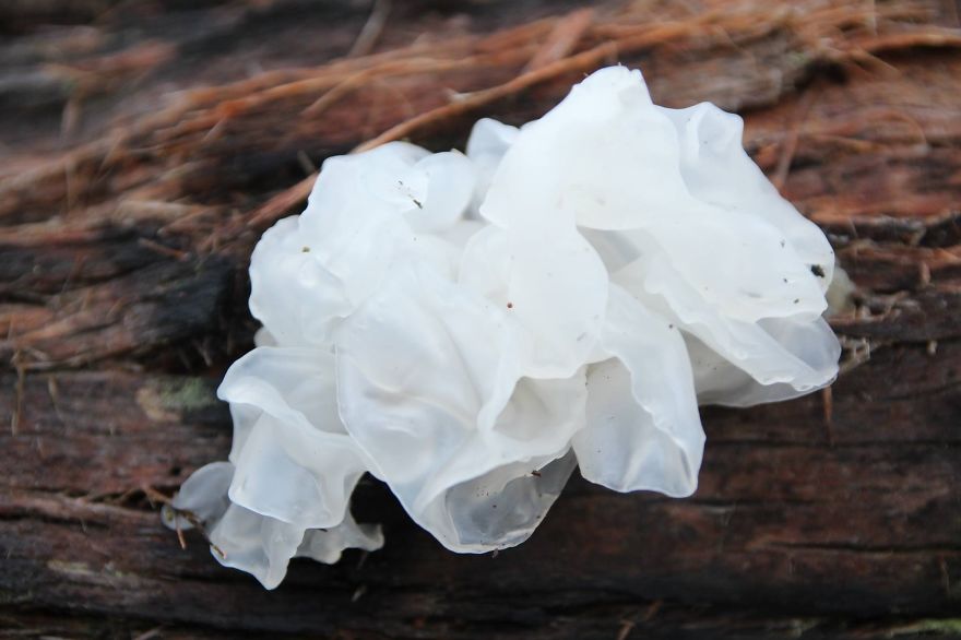 White Translucent ( Wood Ear?)