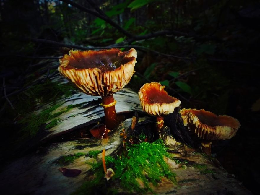 Can You Identify This Species? -photo By Marcella Kyrein