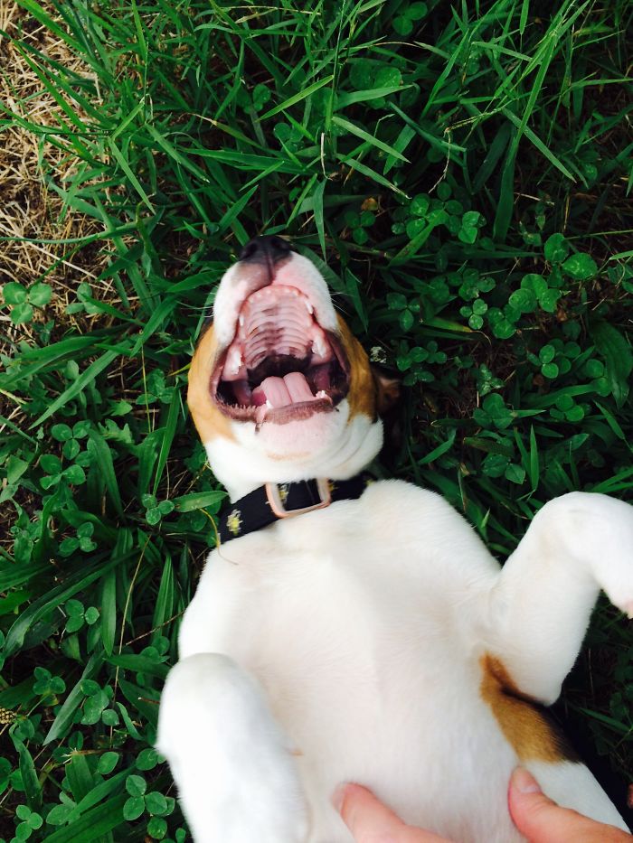 Nigel Says He's Happy!