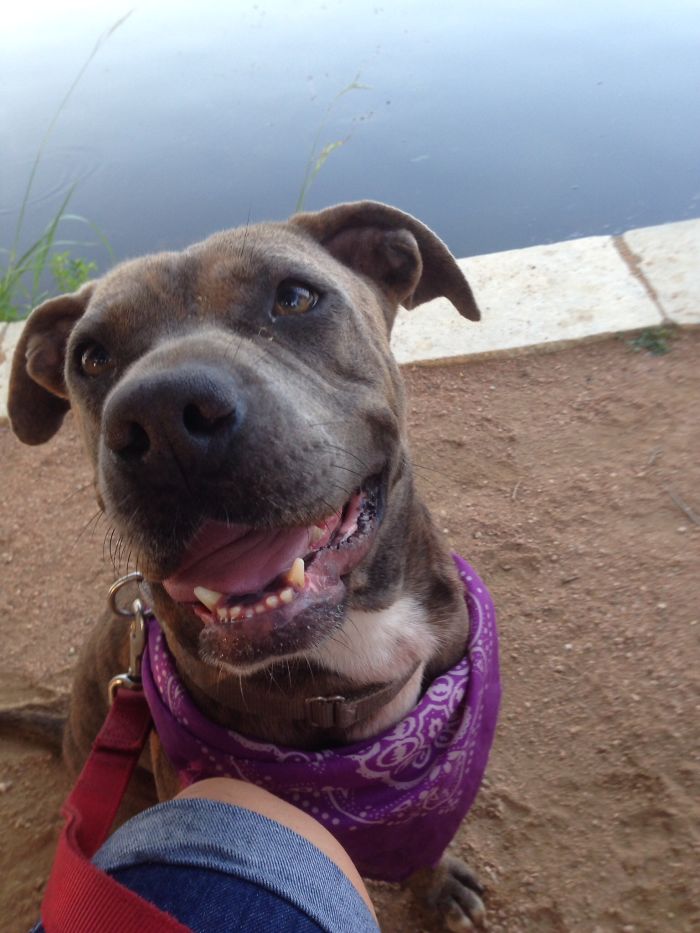 Alaska. Available For Adoption From Austin Pets Alive!