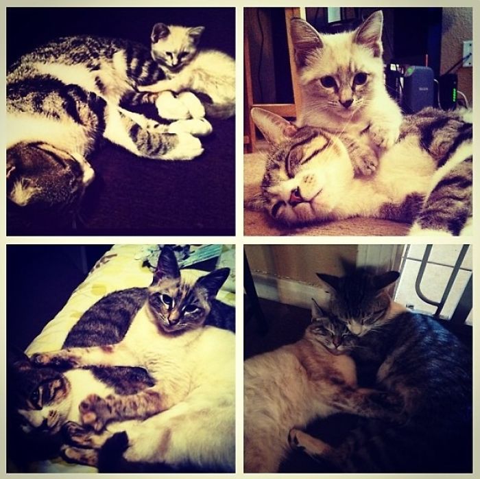 Pippin And His Stray, Tildy. 3 Years Apart(ish)