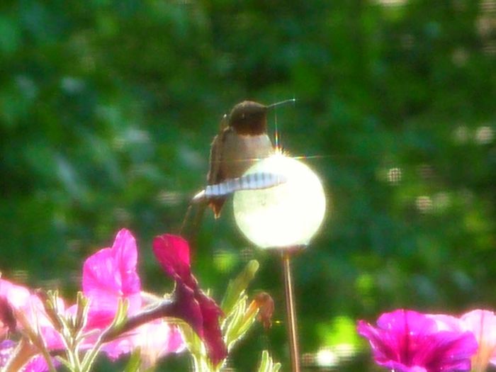 Ruby Throated Hummingbird