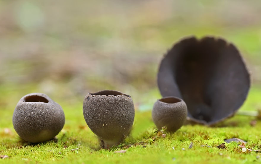 Helvella Leucomelaena