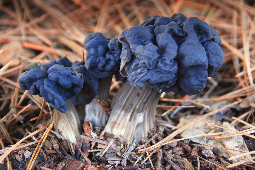 Helvella Lacunosa