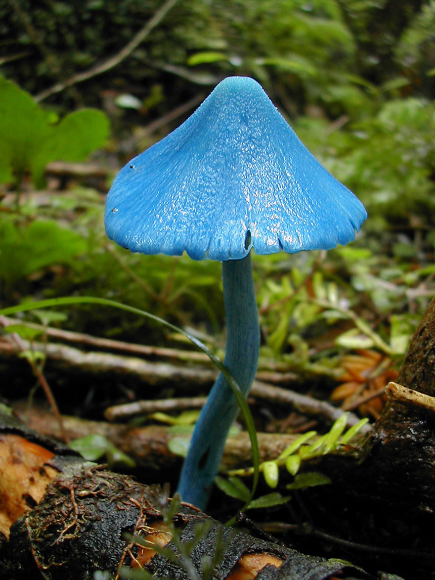 Entoloma Hochstetteri