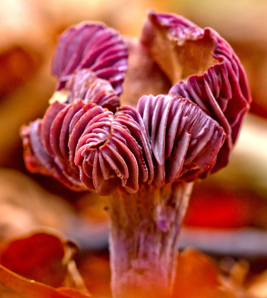 Laccaria Amethystina
