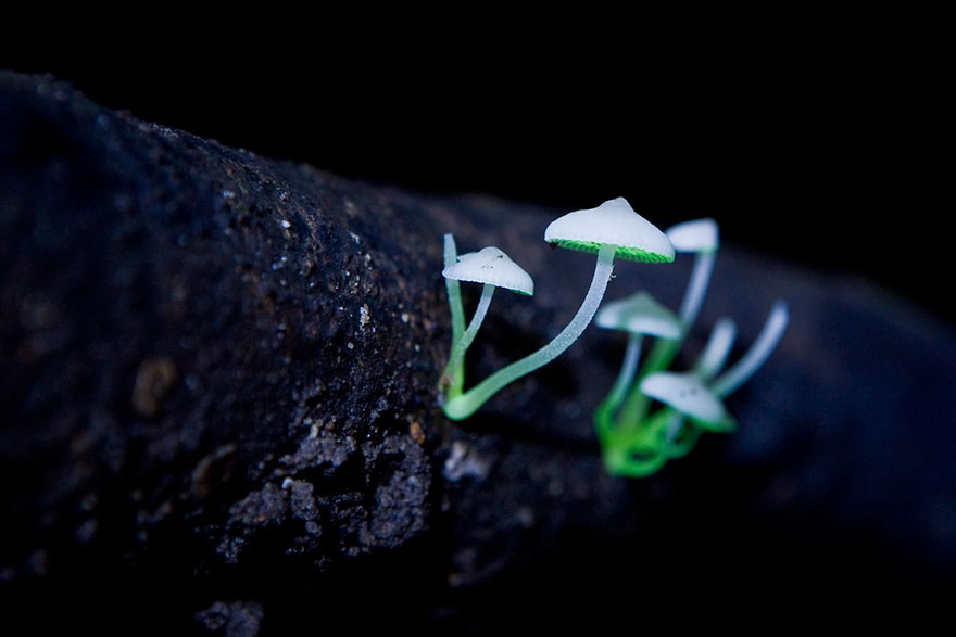 Mycena Chlorophos