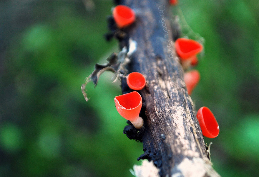 Sarcoscypha Occidentalis