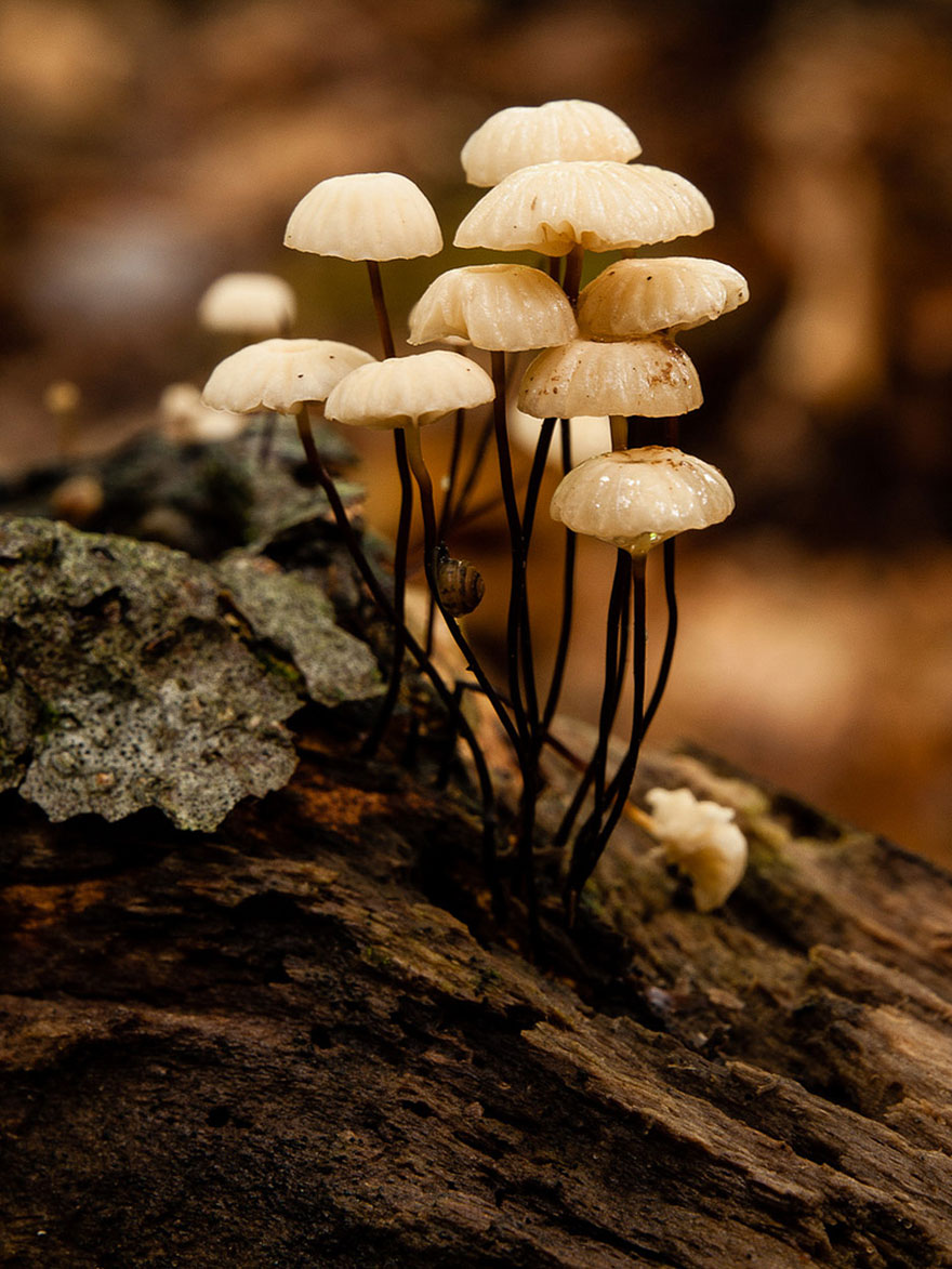 Marasmius Rotula
