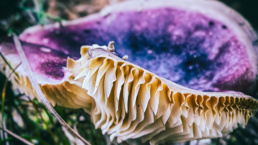 Purple Amanita
