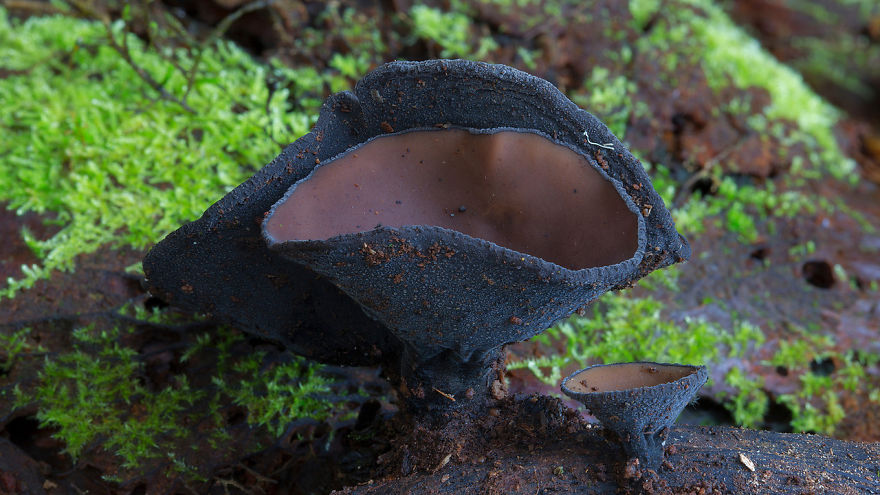 Plectania Campylospora