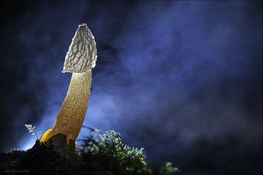 Illuminated Mushroom