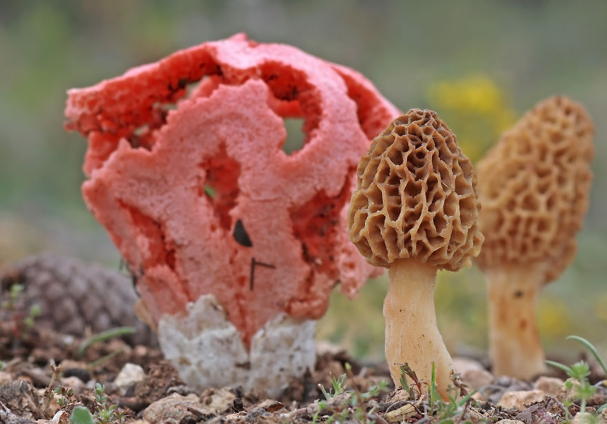 Morchella Rotunda And Clathrus Ruber
