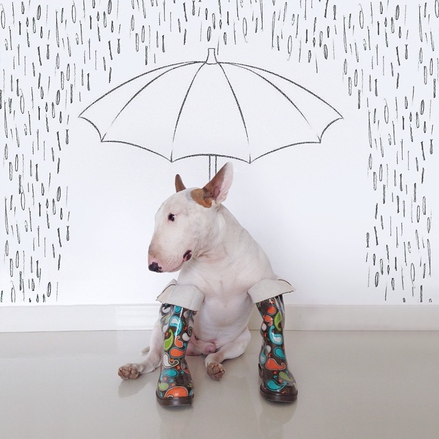 jimmy-choo-bull-terrier-illustrations-rafael-mantesso-10 jimmy-choo-bull-terrier-illustrations-rafael-mantesso-10