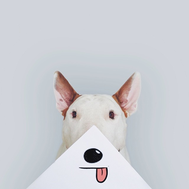 jimmy-choo-bull-terrier-illustrations-rafael-mantesso-6 jimmy-choo-bull-terrier-illustrations-rafael-mantesso-6