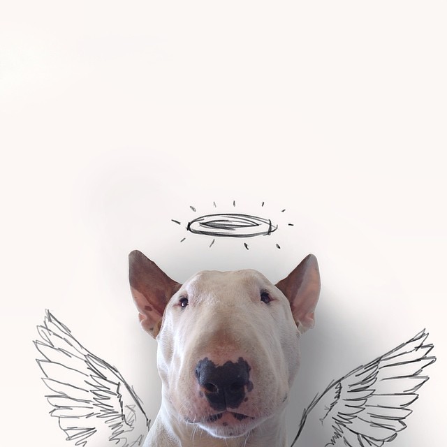jimmy-choo-bull-terrier-illustrations-rafael-mantesso-7 jimmy-choo-bull-terrier-illustrations-rafael-mantesso-7